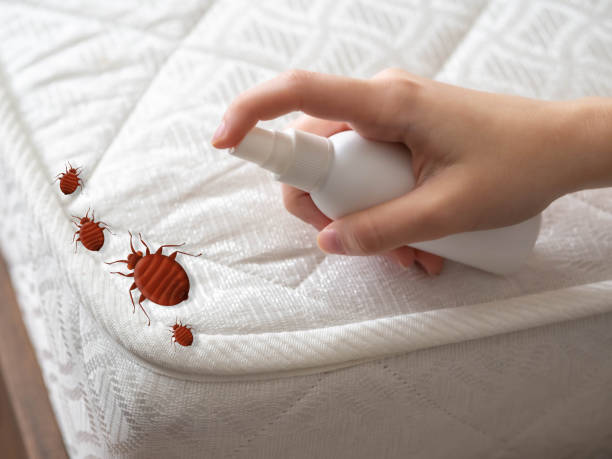 Emergency Pest Control Services in Clatskanie, OR